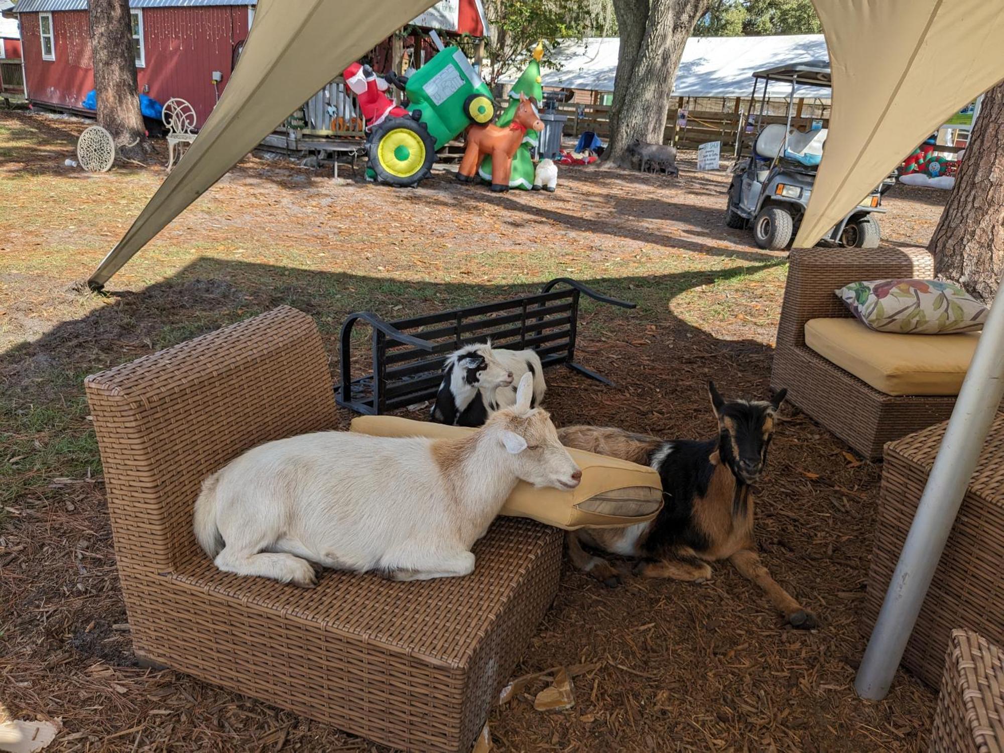 Rooterville Animal Sanctuary Melrose 外观 照片