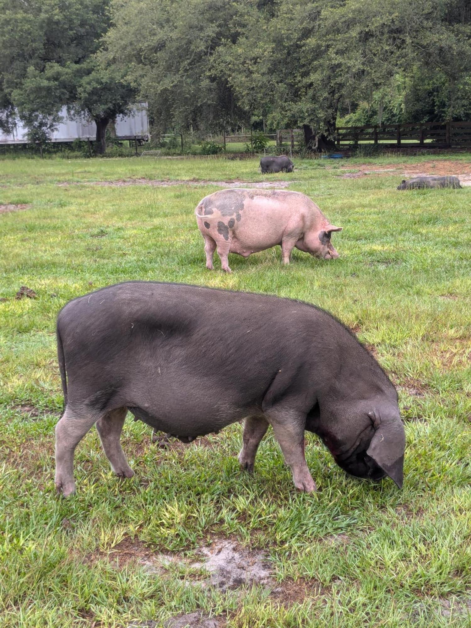Rooterville Animal Sanctuary Melrose 外观 照片